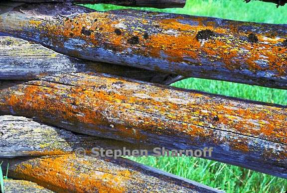 lichens corral logs graphic